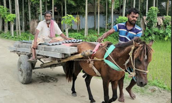 উত্তরবঙ্গের চরাঞ্চলে পণ্য পরিবহনে ভরসা ঘোড়ার গাড়ি