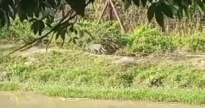 ফেনীর সীমান্তবর্তী লোকালয়ে বাঘ, আতঙ্কে বাসিন্দারা