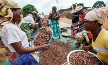 কোকোর দাম ব্যাপকভাবে কমেছে, কিন্তু কমেনি চকোলেটের দাম
