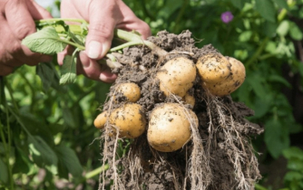 আলু চাষিদের জন্য ভর্তুকি বিবেচনা করছে সরকার : কৃষি উপদেষ্টা