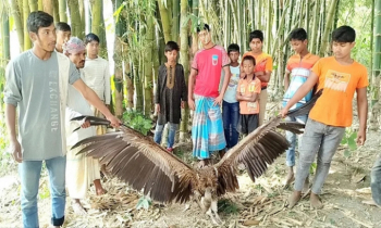 হিমালয় থেকে আসা বিপন্ন প্রজাতির শকুন কুড়িগ্রামে উদ্ধার 