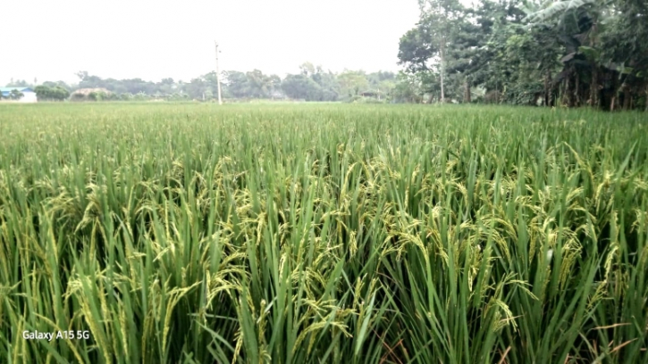 মোন্থা ঘূর্ণিঝড়, নিম্নচাপের বৃষ্টিতে অনেক স্থানে ধানের ক্ষতি