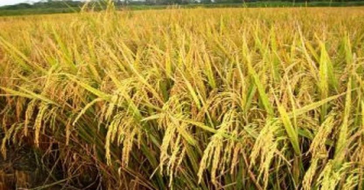 ভোটের আগেই ধান চাল সংগ্রহ শেষ করতে চায় সরকার : খাদ্য উপদেষ্টা