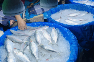 নিষেধাজ্ঞা শেষে বাজারে ইলিশ... তবে দাম চড়া!