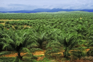 জটিলতার কারণে যেতে না পারা কর্মীদের মালয়েশিয়ায় পাঠানো শুরু
