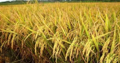 ভোটের আগেই ধান চাল সংগ্রহ শেষ করতে চায় সরকার : খাদ্য উপদেষ্টা