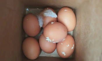 রান্নার আগে ডিম ধোয়া কেন জরুরি?