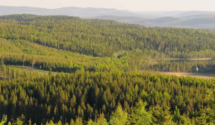 নেসলে সুইডেন থেকে কাঠের কাঁচামাল কেনা বন্ধ করছে