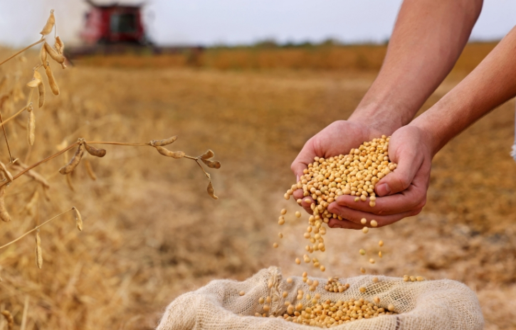 চীন এই মৌসুমে ১ কোটি ২০ লাখ মেট্রিক টন সয়াবিন কিনবে