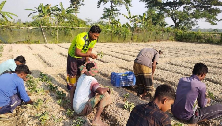 স্ট্রবেরিতে বাজিমাত বিদেশ ফেরত বগুড়ার হাসানের