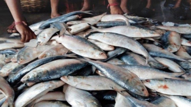 টেকনাফে এক জালে ধরা পড়ল ৬০ মণ ইলিশ