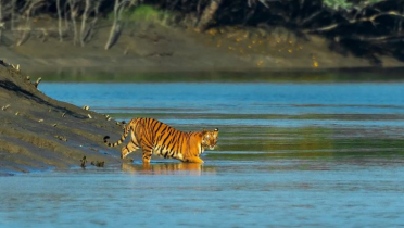 সুন্দরবনে বিদেশি পর্যটক বাড়াতে মাস্টারপ্ল্যান তৈরি