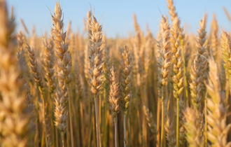 আমেরিকা থেকে আমদানি করা গমের প্রথম চালান বন্দরে পৌঁছাবে কাল