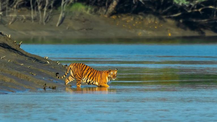 সুন্দরবনে বিদেশি পর্যটক বাড়াতে মাস্টারপ্ল্যান তৈরি
