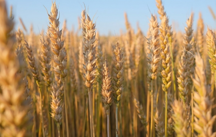 আমেরিকা থেকে আমদানি করা গমের প্রথম চালান বন্দরে পৌঁছাবে কাল আমেরিকা থেকে আমদানি করা গমের প্রথম চালান বন্দরে পৌঁছাবে কাল