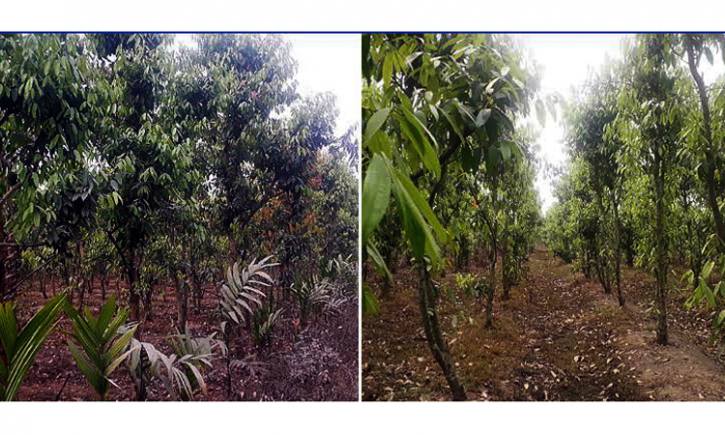 তেজপাতার বাগান করে সফল দিনাজপুরের রহমত আলী