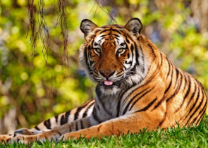বাঘদের ডোরাকাটা পরিবর্তনের অদ্ভুত ঘটনা