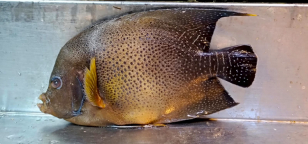 কুয়াকাটায় ধরা পড়ল গিনি অ্যাঞ্জেলফিশ