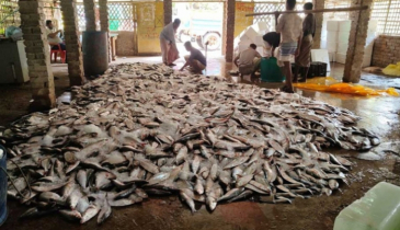 সাগরে এক টানেই ১০১ মণ ইলিশ, ৩৩ লাখ টাকায় বিক্রি