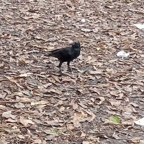 বড় ঠোঁটের কাক (Corvus macrorhynchos):