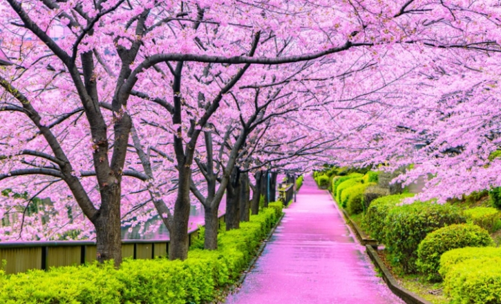 জাপান পর্যটন নিয়ন্ত্রণ করছে, আরও চাইছে জ্যামাইকা