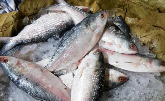 শনিবার মধ্যরাত থেকে ভোলার নদ-নদীতে মাছ ধরায় দুই মাসের নিষেধাজ্ঞা