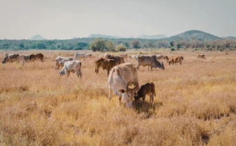 জলবায়ু পরিবর্তনে দ্রুতই কমে যাচ্ছে চারণভূমি