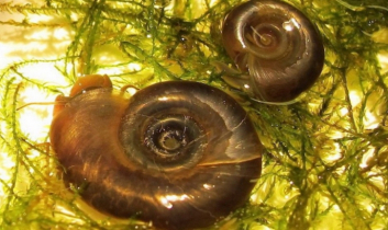 যৌনাঙ্গ আক্রান্তকারী পরজীবী ছড়িয়ে পড়ছে, বিজ্ঞানীদের সতর্কতা