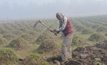 পঞ্চগড়ে তাপমাত্রা নেমেছে ৬ ডিগ্রির ঘরে