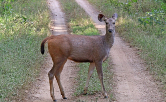 চট্টগ্রামে ‘অতি বিপন্ন’ সাম্বার হরিণ উদ্ধার, বনে অবমুক্ত
