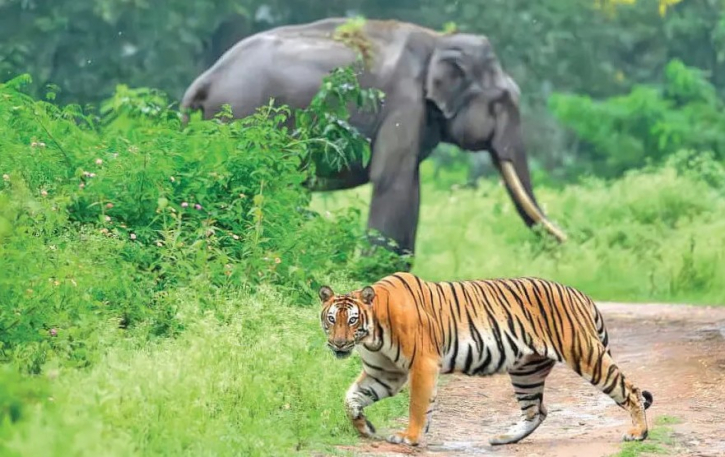 বাঘ-হাতি শিকারে ১২ বছরের জেল, ১৫ লাখ টাকা জরিমানার বিধান