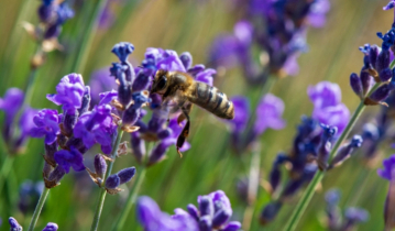 হারিয়ে যাচ্ছে মৌমাছি, খাদ্য উৎপাদন ক্ষতিগ্রস্ত হতে পারে