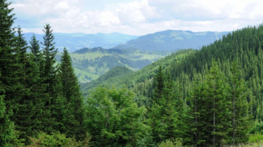 ইউরোপের বনাঞ্চল ঝুঁকির মুখে, সতর্ক বার্তা বিজ্ঞানীদের