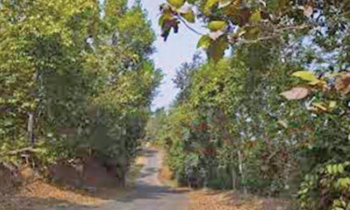 চলতি বর্ষা মৌসুমে দেশে দেড় কোটি চারা রোপণ করা হবে
