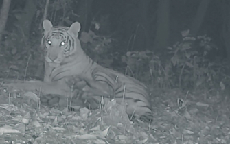 নেপাল: পাহাড়ী জঙ্গলে দেখা গেল রয়্যাল বেঙ্গল টাইগার