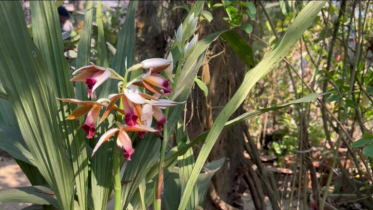 পার্বত্য চট্টগ্রামে জীববৈচিত্র্য, বিভিন্ন বনজ সম্পদ বিলুপির পথে