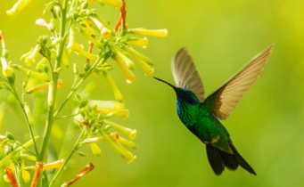 আদিবাসী অঞ্চলের পাখিরা ৮০ বছরে আয়তনে ৭২% পর্যন্ত ছোট হয়ে গেছে